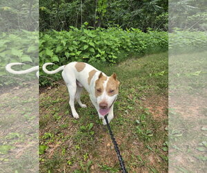 Mutt Dogs for adoption in Rustburg, VA, USA
