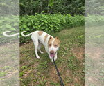 Small Miniature Pinscher Mix
