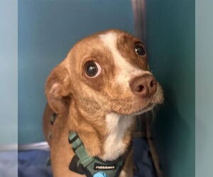 Chihuahua-Unknown Mix Dogs for adoption in San Antonio, TX, USA