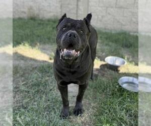 Medium Mutt