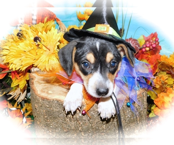 Medium Photo #5 Border-Aussie-Jack-Rat Terrier Mix Puppy For Sale in HAMMOND, IN, USA