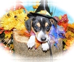Small Photo #5 Border-Aussie-Jack-Rat Terrier Mix Puppy For Sale in HAMMOND, IN, USA