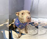 Small #2 American Pit Bull Terrier