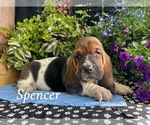 Small #1 Basset Hound