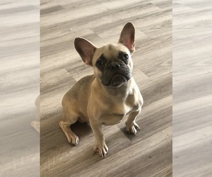 French Bulldog Puppy for sale in GOLDEN ISLES, FL, USA
