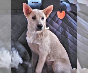 Carolina Dog Dogs for adoption in Rutherfordton, NC, USA