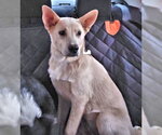 Elsa - Female Carolina Dog Dog for Adoption - Small photo