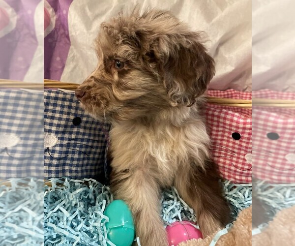 Medium Photo #3 Aussiedoodle Puppy For Sale in MIDDLETOWN, OH, USA