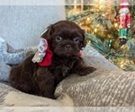 Puppy Giblet Shih Tzu