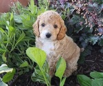 Small #2 Cockapoo-Poodle (Miniature) Mix