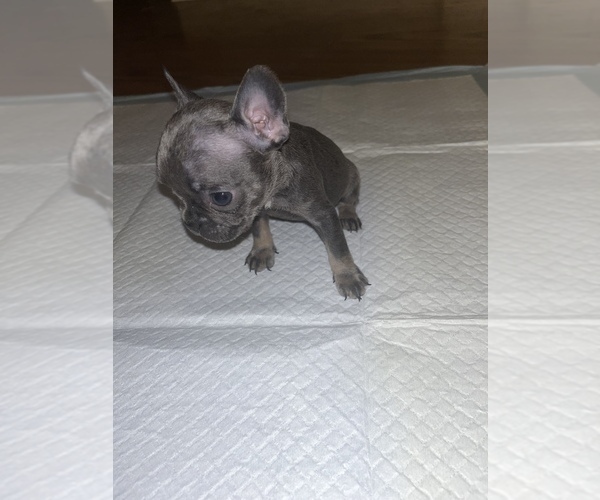 Medium Photo #7 French Bulldog Puppy For Sale in FAYETTEVILLE, NC, USA
