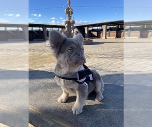 Mother of the French Bulldog puppies born on 06/11/2025