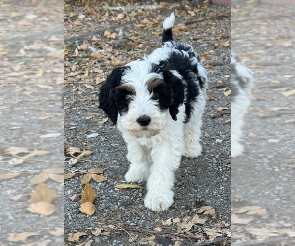 Medium Photo #17 Bernedoodle (Miniature) Puppy For Sale in LONGMONT, CO, USA