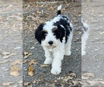 Templeton - Male Bernedoodle (Miniature) Puppy for Sale - Photo #17