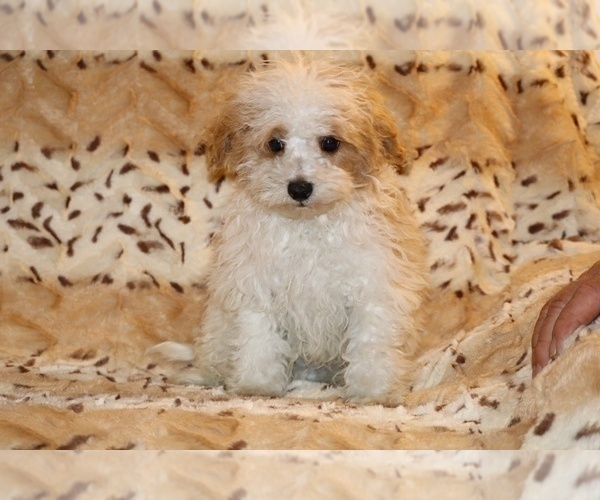 Medium Photo #7 Goldendoodle (Miniature) Puppy For Sale in DYERSBURG, TN, USA