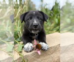 Small #2 Great Pyrenees Mix