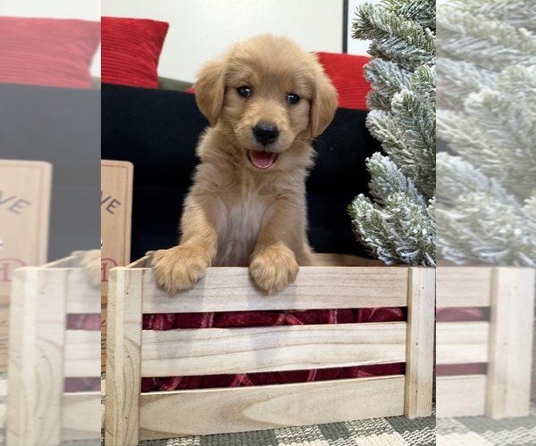 Medium Photo #51 Golden Retriever Puppy For Sale in LAKELAND, FL, USA