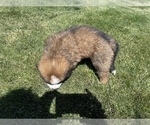 Small Photo #12 Bernese Mountain Dog-Saint Bernard Mix Puppy For Sale in NAMPA, ID, USA