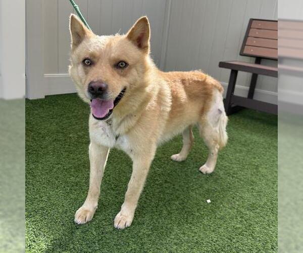 Medium Photo #2 Siberian Husky-Unknown Mix Puppy For Sale in Camarillo, CA, USA