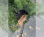Small #23 Labrador Retriever Mix