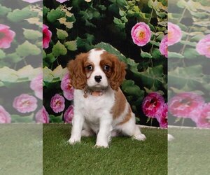 Cavalier King Charles Spaniel Puppy for sale in AUSTIN, TX, USA