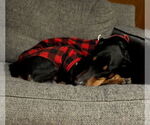 Small #10 Doberman Pinscher