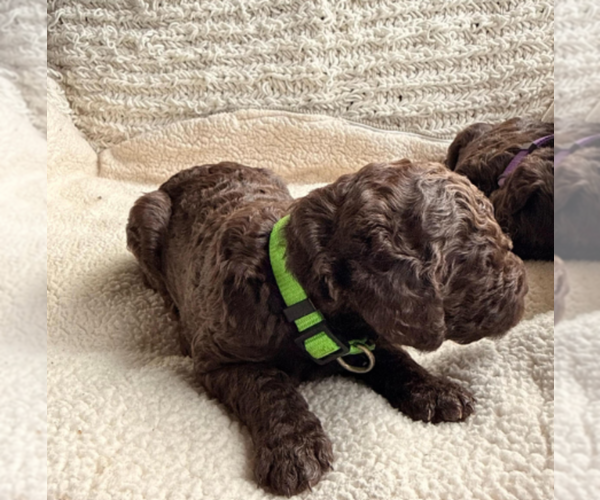 Medium Photo #5 Labradoodle mix (+ Poodle Standard) Puppy For Sale in CHULA VISTA, CA, USA
