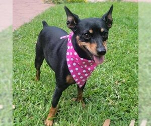 Miniature Pinscher Dogs for adoption in Waco, TX, USA