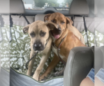 Small Photo #8 American Pit Bull Terrier-Black Mouth Cur Mix Puppy For Sale in McKinney, TX, USA