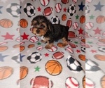 Small Photo #19 Yorkshire Terrier Puppy For Sale in LAPEER, MI, USA