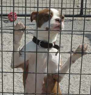 Medium Photo #1 Boston Terrier Puppy For Sale in BENEDICT, KS, USA