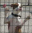 Small Photo #1 Boston Terrier Puppy For Sale in BENEDICT, KS, USA