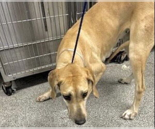 Medium Photo #1 Great Dane-Unknown Mix Puppy For Sale in Houston, TX, USA