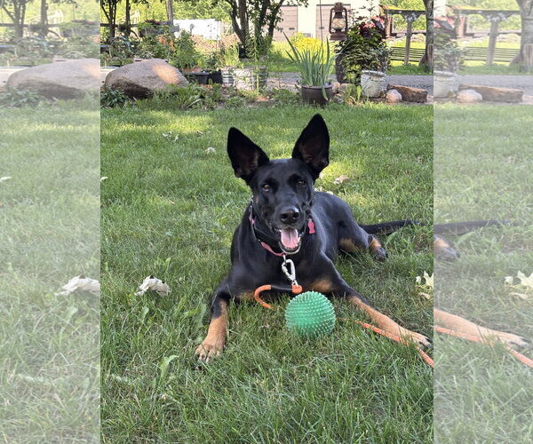 Medium Photo #1 Doberman Pinscher-German Shepherd Dog Mix Puppy For Sale in Minneaoplis, MN, USA