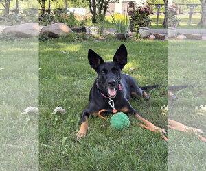 Doberman Pinscher-German Shepherd Dog Mix Dogs for adoption in Minneaoplis, MN, USA
