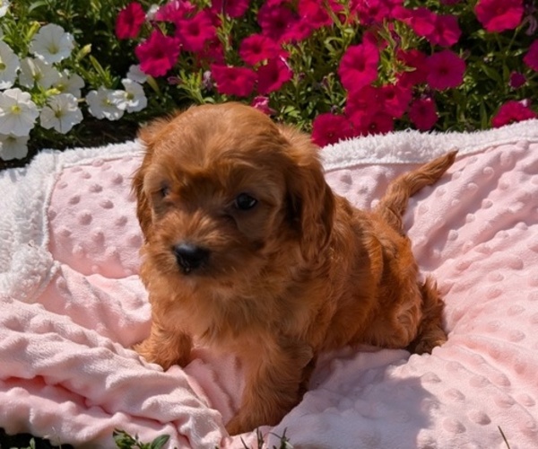 Medium Photo #34 Cavapoo Puppy For Sale in GOSHEN, IN, USA