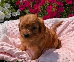 Small Photo #34 Cavapoo Puppy For Sale in GOSHEN, IN, USA