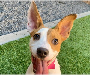 Mutt Dogs for adoption in Moreno Valley, CA, USA