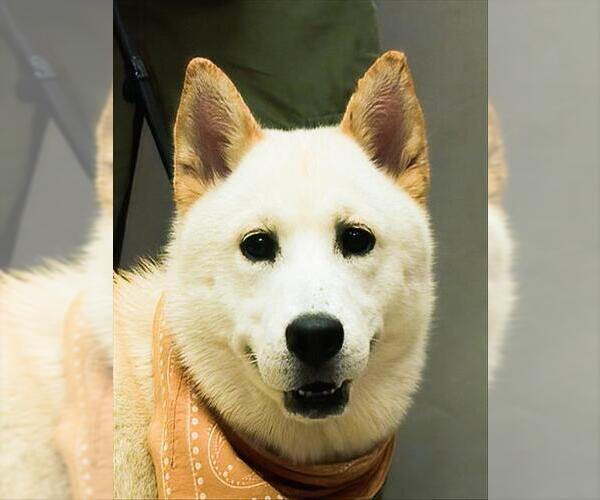 Medium Photo #1 Chow Chow Puppy For Sale in Sanford, FL, USA