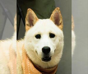 Chow Chow Dogs for adoption in Sanford, FL, USA