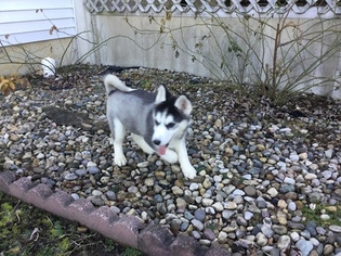 Siberian Husky Puppy for sale in ARTHUR, IL, USA