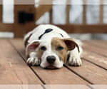 Small #11 Mutt