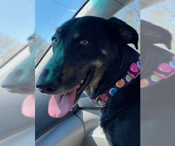 Medium Photo #2 Doberman Pinscher-German Shepherd Dog Mix Puppy For Sale in Stafford, VA, USA