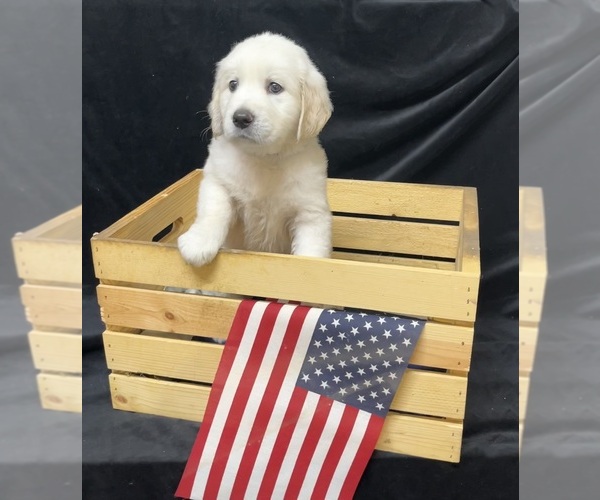 Medium Photo #1 English Cream Golden Retriever Puppy For Sale in JASPER, AL, USA