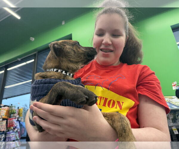 Medium Photo #2 Labrador Retriever-Unknown Mix Puppy For Sale in The Woodlands, TX, USA