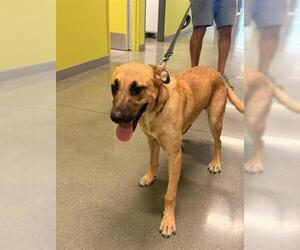 German Shepherd Dog-Unknown Mix Dogs for adoption in San Martin, CA, USA