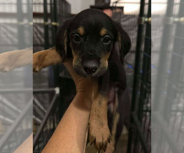 Medium Photo #1 Poodle (Standard)-Unknown Mix Puppy For Sale in Grafton, WI, USA