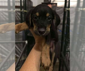 Poodle (Standard)-Unknown Mix Dogs for adoption in Grafton, WI, USA