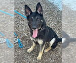 Small German Shepherd Dog