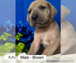 Puppy Puppy 1 Male Great Dane